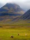 Iceland. Haukadalur in Dyrafjordur during autumn. Art Print
